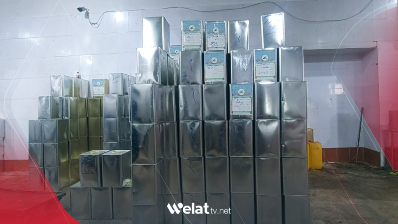 Nirxê zeytê li Efrînê bi yek carî daketiye 