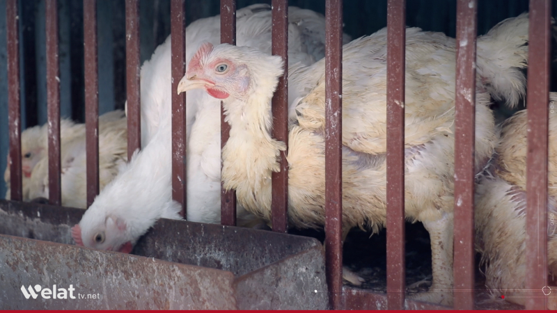 قامشلو.. ارتفاع أسعار الدجاج في قامشلو يضعف حركة الشراء وسط غياب الدعم وارتفاع تكاليف الإنتاج