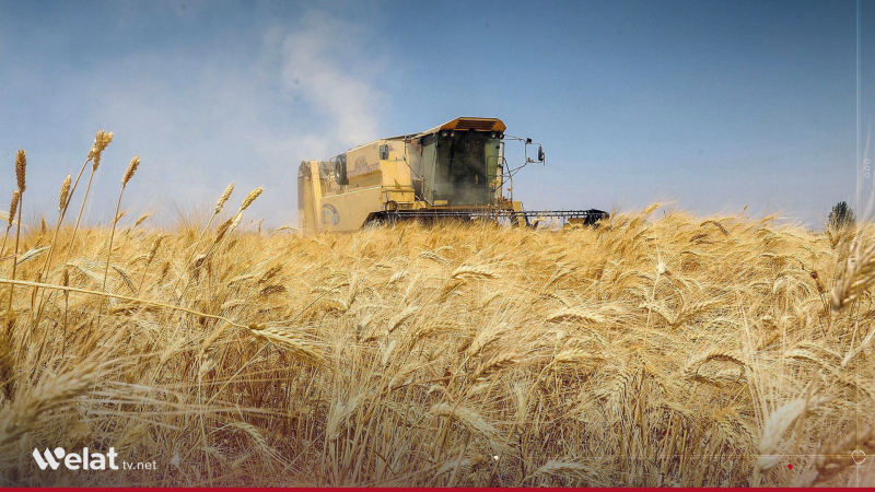 Deir Ez-Zour Sets Wheat Harvesting Fees for the Current Agricultural Season Deir Ez-Zour Sets Wheat Harvesting Fees for the Current Agricultural Season