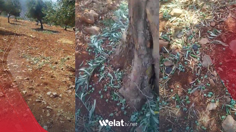 Berhema zeytûnan a 3 welatiyan li Efrînê hat dizîn