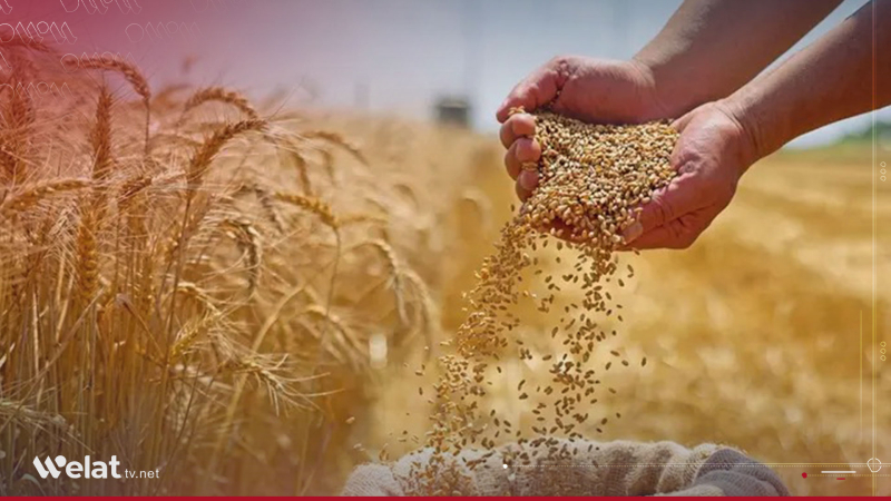 Syrian Agricultural Bank Introduces Installment Payment Mechanism for Wheat Deliveries