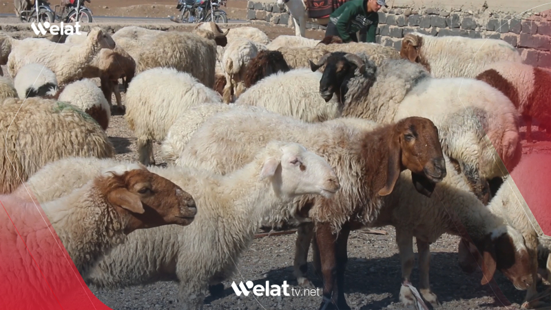 Girkê Legê.. Tevî kêmbûna nirxên qurbaniyan lê bazara pez sar e