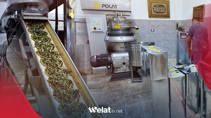 Guvaştgehên zeytûnan û cotkarên Efrînê rastî zehmetiyan tên