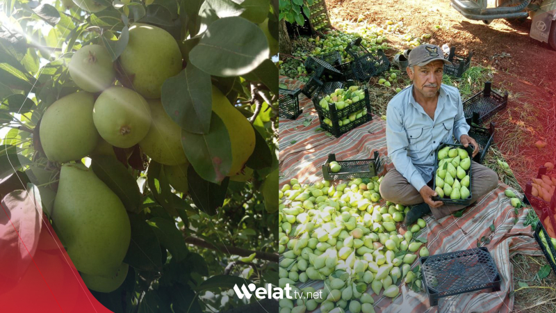 Li Efrînê demsala çinîna hirmiyan e: 