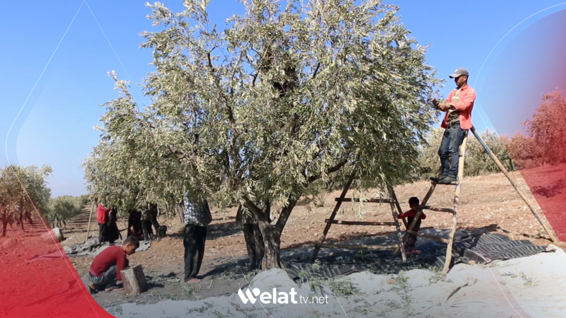 Cotkarên Efrînê: Berhemên darên me tên dizîn