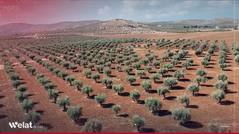 Zêdetirî 15 hezar dar li Efrînê bo xwediyan hatin vegerandin