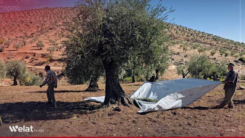 Cotkar bigazin in.. Demsala berhevkirina zeytûnan li Efrînê dest pê kiriye