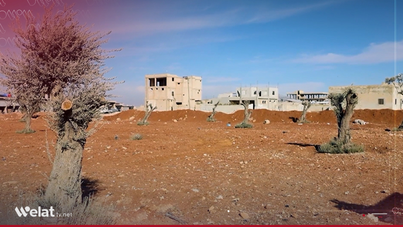 Cotkar banga qerebûkirinê dikin.. Berhema zeytûnan li Idlibê îsal kêm e