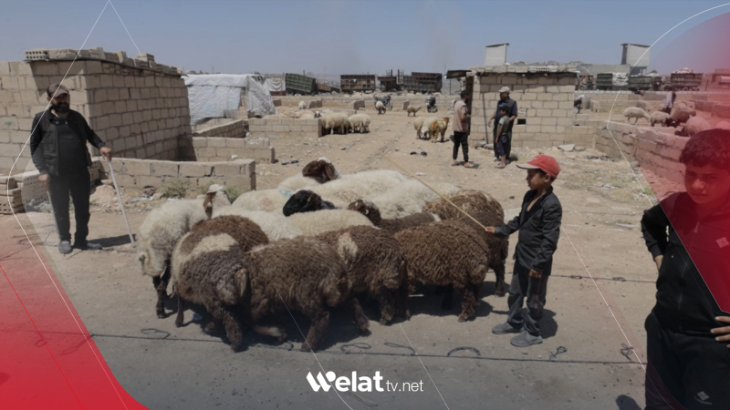 Tevger li bazarên pez li Rojavayê Kurdistanê kêm bûye